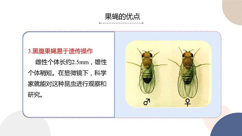 第一章 第四节 基因在染色体上（课件PPT）第8页