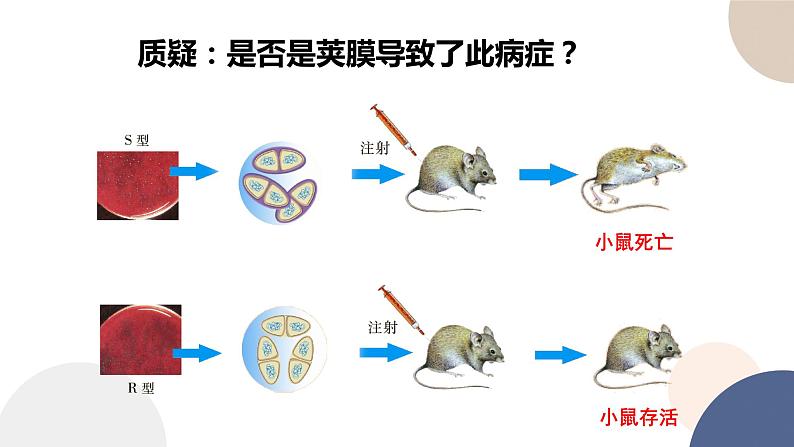 第二章 第一节 DNA是主要的遗传物质（课件PPT）第7页