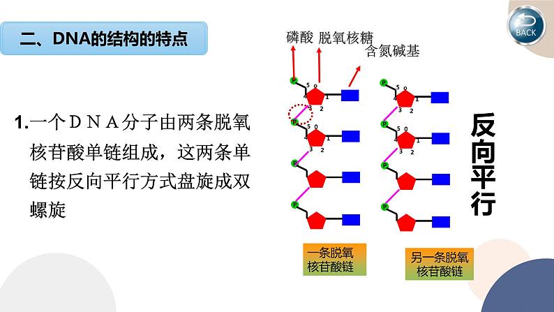 第二章 第二节 DNA的结构和复制（第1课时）（课件PPT）第6页