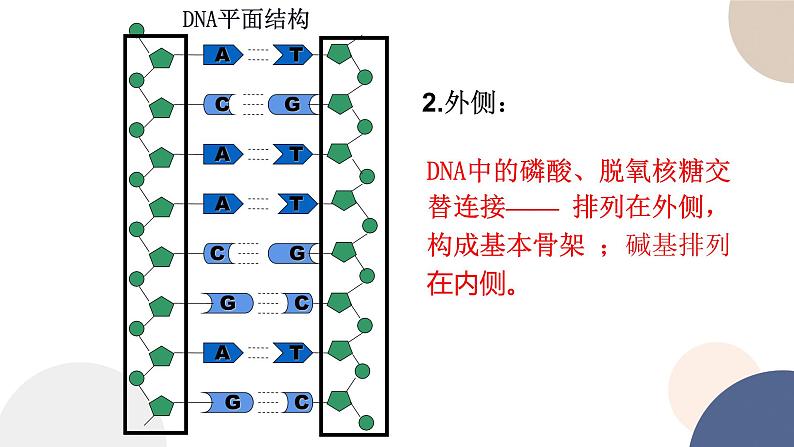 第二章 第二节 DNA的结构和复制（第1课时）（课件PPT）第7页