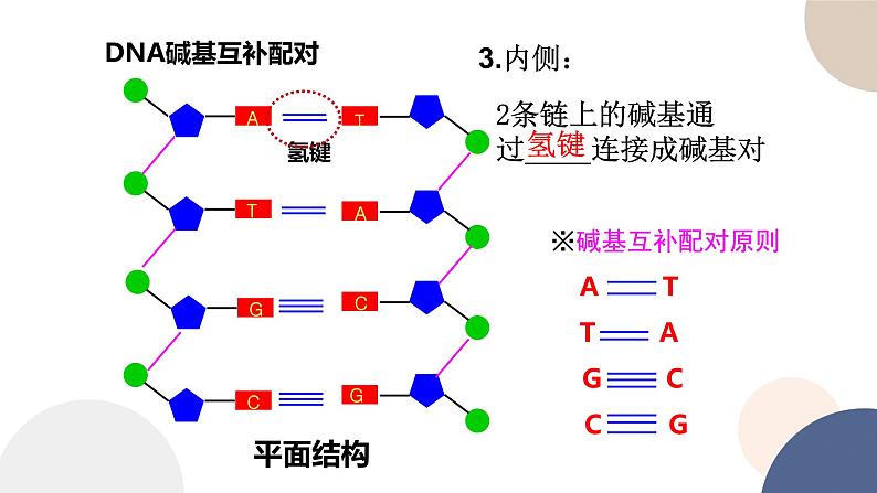 第二章 第二节 DNA的结构和复制（第1课时）（课件PPT）第8页