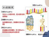 第二章 第三节 遗传信息控制生物的性状（第1课时）（课件PPT）