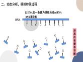 第二章 第三节 遗传信息控制生物的性状（第1课时）（课件PPT）