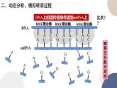 第二章 第三节 遗传信息控制生物的性状（第1课时）（课件PPT）