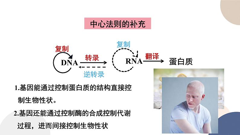 第二章 第三节 遗传信息控制生物的性状（第2课时）（课件PPT）04