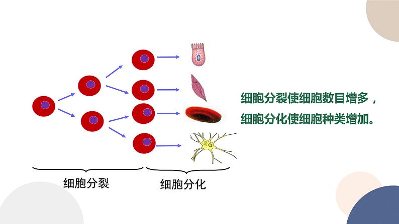 第二章 第三节 遗传信息控制生物的性状（第2课时）（课件PPT）08