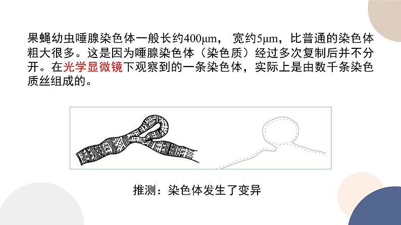 第三章 第一节 染色体变异及其应用（课件PPT）第4页