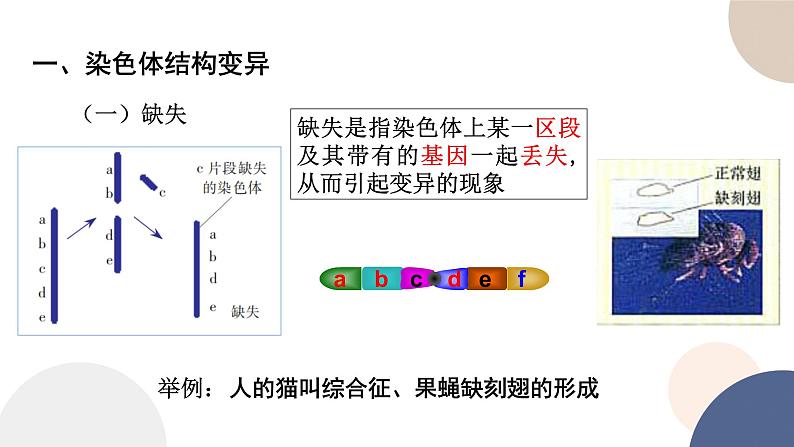 第三章 第一节 染色体变异及其应用（课件PPT）第6页