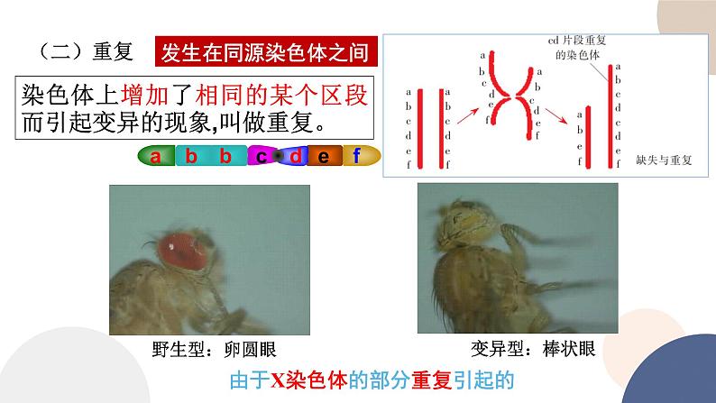 第三章 第一节 染色体变异及其应用（课件PPT）第7页