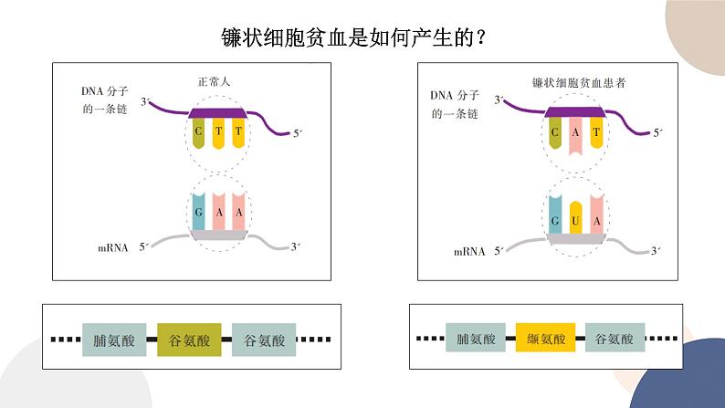 第三章 第二节 基因突变和基因重组（课件PPT）06