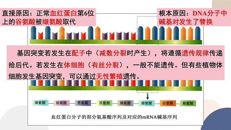 第三章 第二节 基因突变和基因重组（课件PPT）07