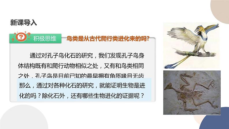 第四章 第二节 生物的多样性和适应性是进化的结果（课件PPT）第2页