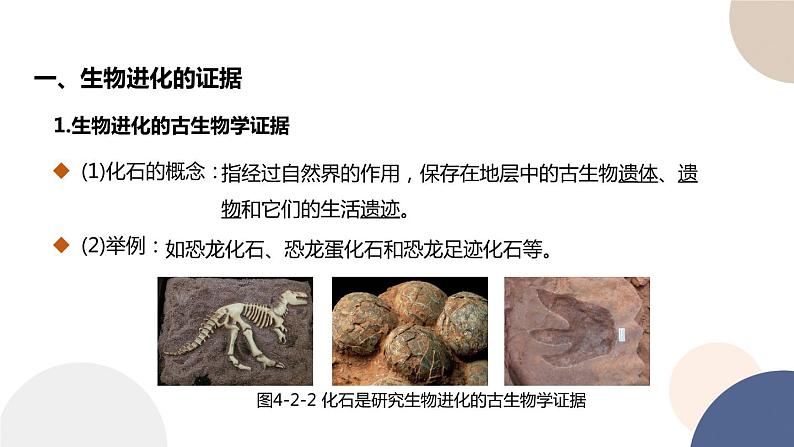 第四章 第二节 生物的多样性和适应性是进化的结果（课件PPT）第3页