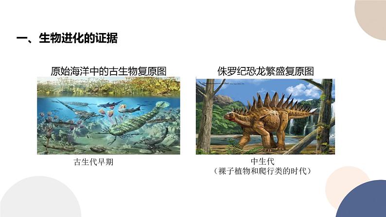 第四章 第二节 生物的多样性和适应性是进化的结果（课件PPT）第5页