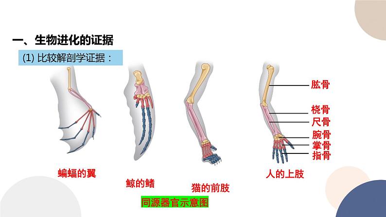 第四章 第二节 生物的多样性和适应性是进化的结果（课件PPT）第8页