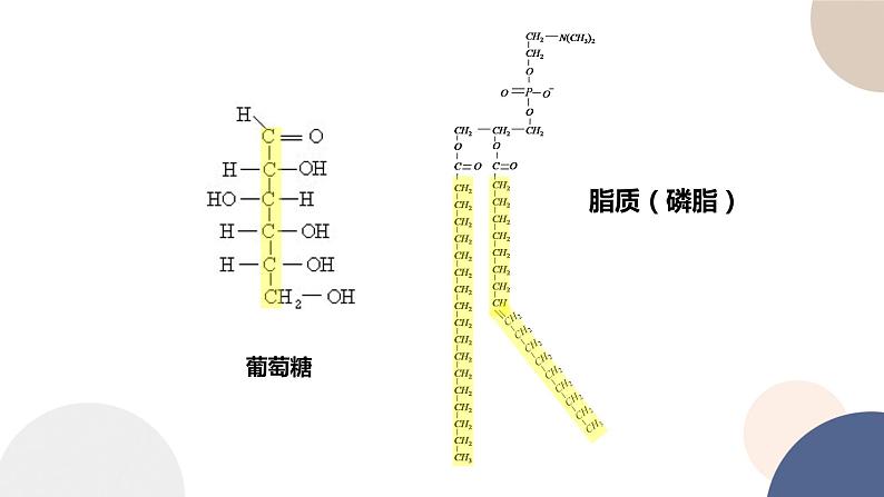 第一章- 第二节 生物大分子以碳链为骨架 课时1（课件PPT）06