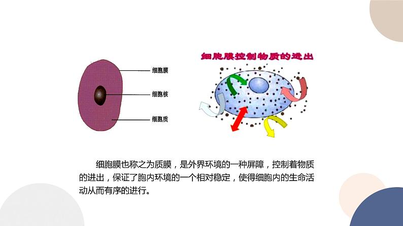 第二章- 第二节 细胞膜控制细胞与周围环境的联系（课件PPT）03