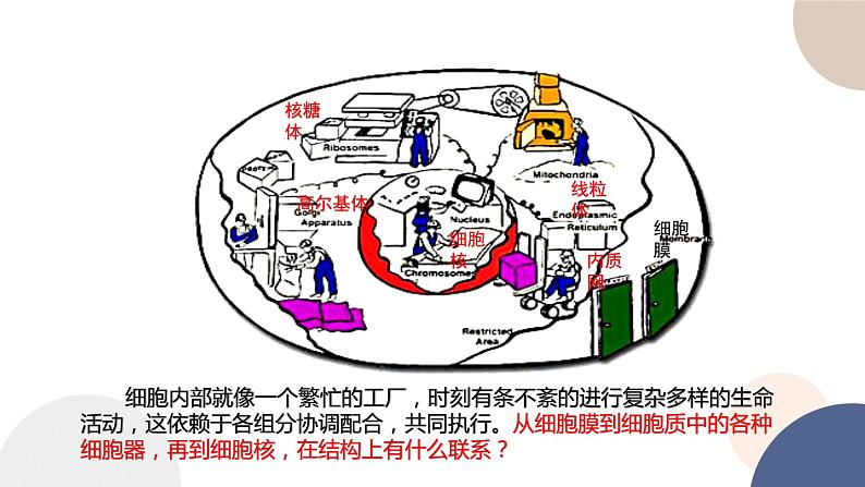 第二章- 第五节 细胞在结构和功能上是一个统一整体（课件PPT）03