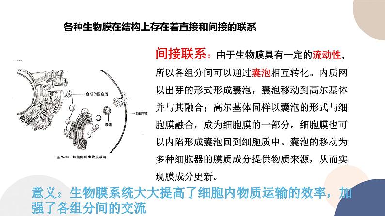 第二章- 第五节 细胞在结构和功能上是一个统一整体（课件PPT）07