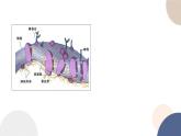 第三章- 第三节 物质通过多种方式出入细胞（课件PPT）