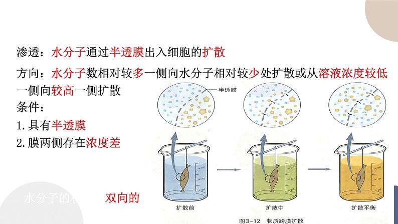 第三章- 第三节 物质通过多种方式出入细胞（课件PPT）08