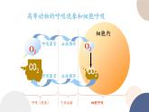 第三章- 第四节 细胞呼吸为细胞生活提供能量（课件PPT）