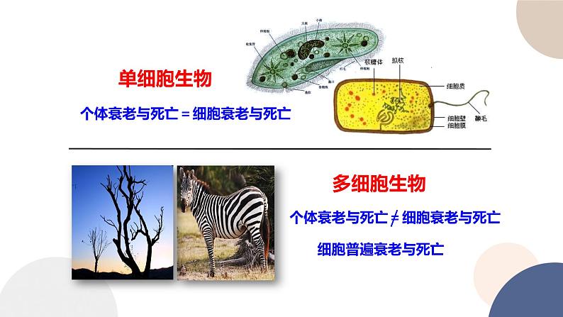 第四章- 第三节 细胞凋亡是编程性死亡（课件PPT）第4页