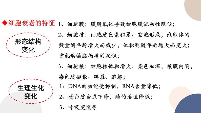 第四章- 第三节 细胞凋亡是编程性死亡（课件PPT）第6页