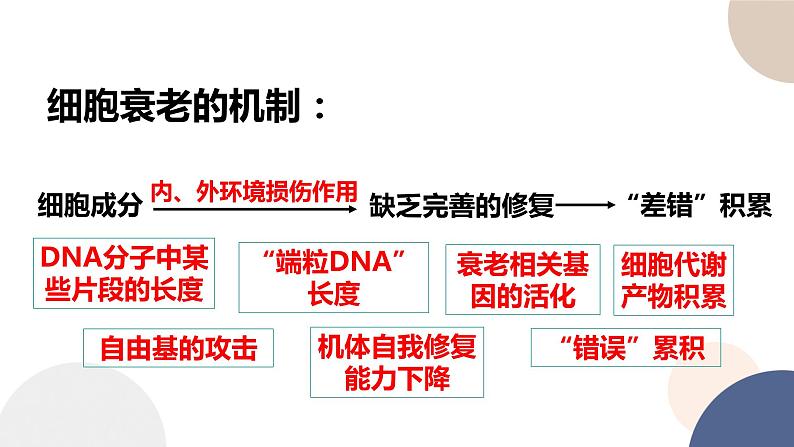 第四章- 第三节 细胞凋亡是编程性死亡（课件PPT）第8页