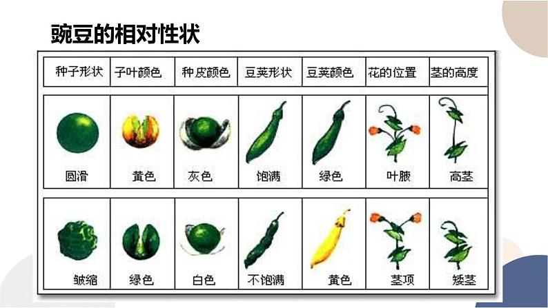 第一章- 第一节 孟德尔从一对相对性状的杂交实验中总结出分离定律（课件PPT）第6页