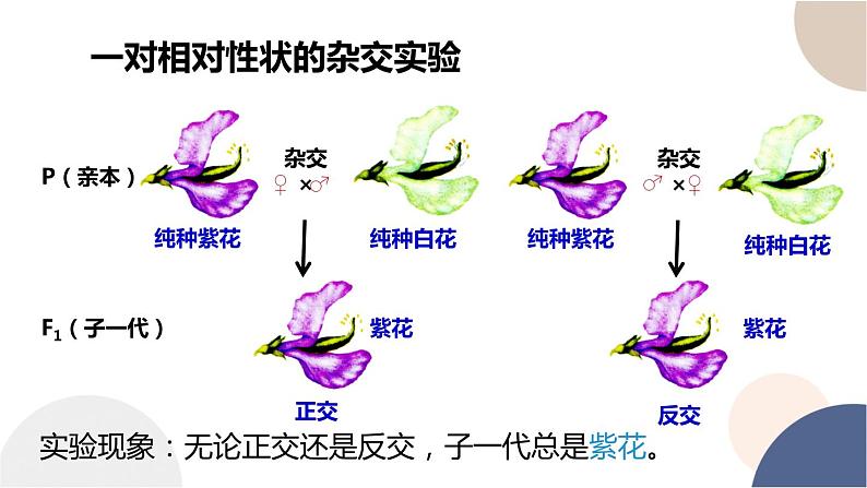 第一章- 第一节 孟德尔从一对相对性状的杂交实验中总结出分离定律（课件PPT）第8页