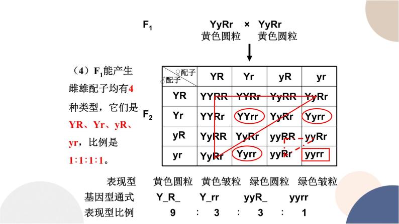 第一章- 第二节 孟德尔从两对相对性状的杂交实验中总结出自由组合定律（课件PPT）05