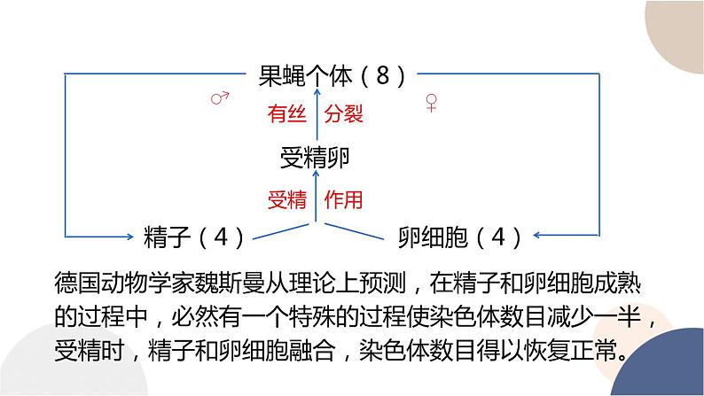 第二章- 第一节 染色体通过配子传递给子代（课件PPT）03