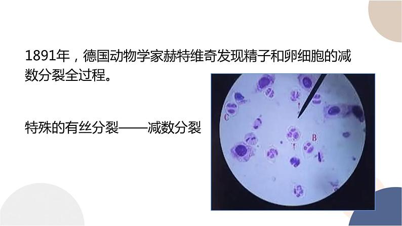 第二章- 第一节 染色体通过配子传递给子代（课件PPT）04