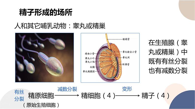 第二章- 第一节 染色体通过配子传递给子代（课件PPT）06