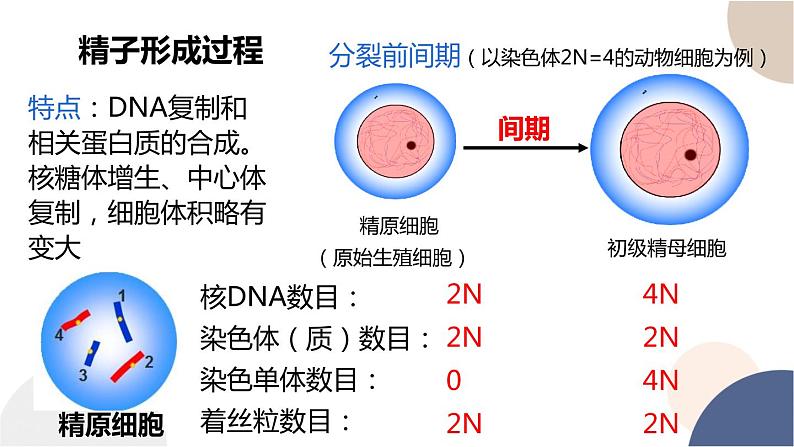 第二章- 第一节 染色体通过配子传递给子代（课件PPT）07