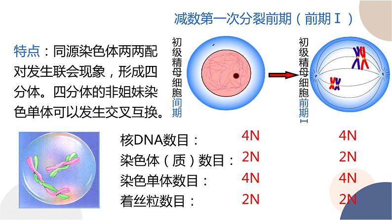 第二章- 第一节 染色体通过配子传递给子代（课件PPT）08