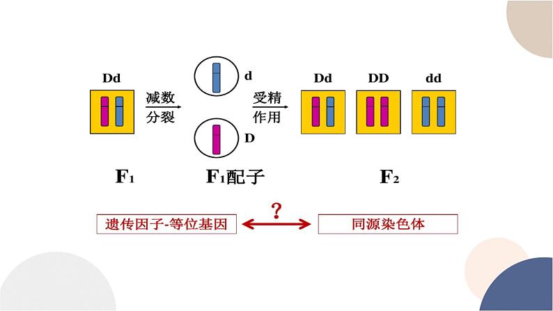 第二章- 第二节 基因伴随染色体传递（课件PPT）第2页