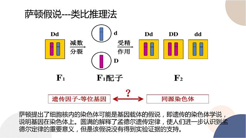 第二章- 第二节 基因伴随染色体传递（课件PPT）第6页