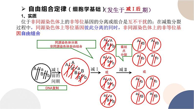 第二章- 第二节 基因伴随染色体传递（课件PPT）第7页