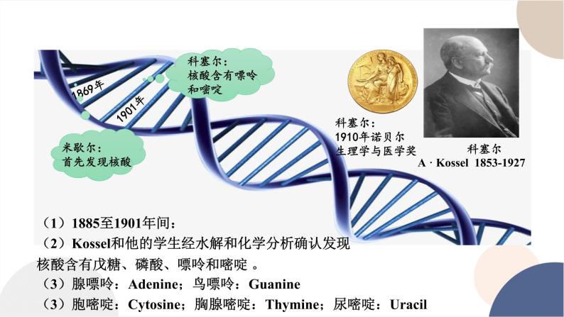 第三章- 第二节 遗传信息编码在DNA分子上（课件PPT）05