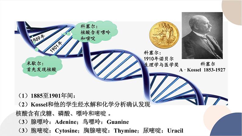 第三章- 第二节 遗传信息编码在DNA分子上（课件PPT）第5页