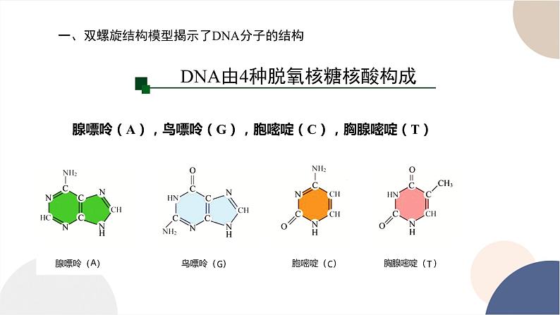 第三章- 第二节 遗传信息编码在DNA分子上（课件PPT）第7页