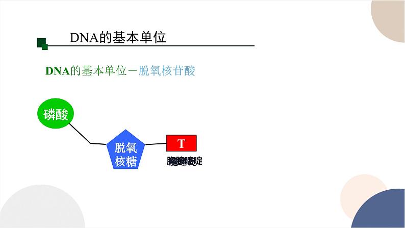 第三章- 第二节 遗传信息编码在DNA分子上（课件PPT）第8页