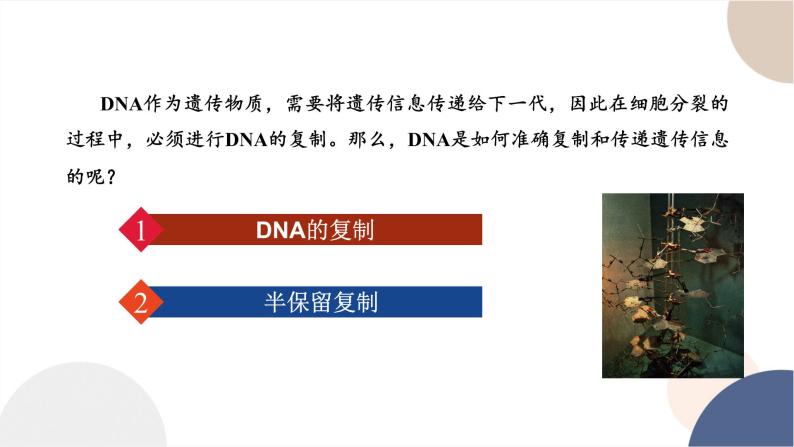 第三章- 第三节 DNA通过复制传递遗传信息（课件PPT）02