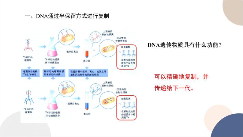 第三章- 第三节 DNA通过复制传递遗传信息（课件PPT）04