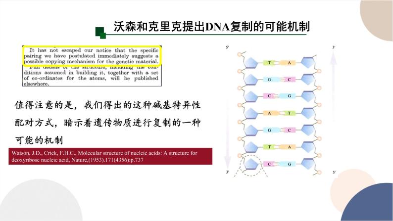第三章- 第三节 DNA通过复制传递遗传信息（课件PPT）05