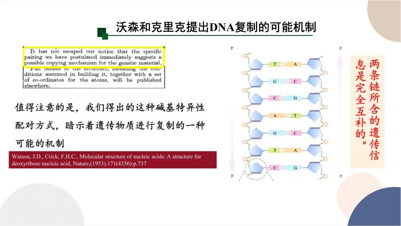 第三章- 第三节 DNA通过复制传递遗传信息（课件PPT）06