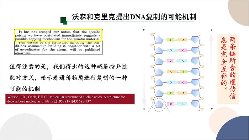 第三章- 第三节 DNA通过复制传递遗传信息（课件PPT）06