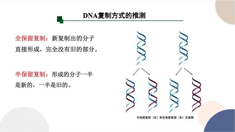 第三章- 第三节 DNA通过复制传递遗传信息（课件PPT）08